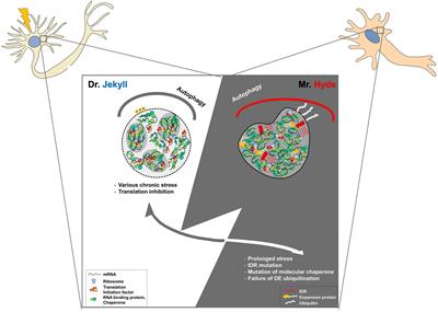 Dr. Jekyll and Mr. Hyde? Physiology and Pathology of Neuronal Stress Granules